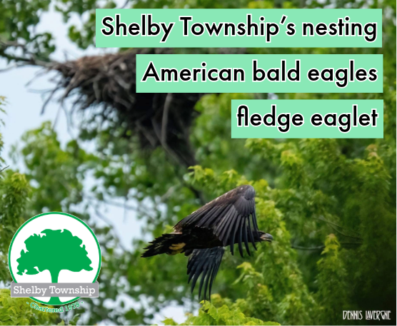 Shelby Township’s nesting American bald eagles, Peter and Sarah, successfully fledge eaglet